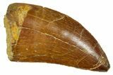 Serrated, Carcharodontosaurus Tooth - Real Dinosaur Tooth #372302-1